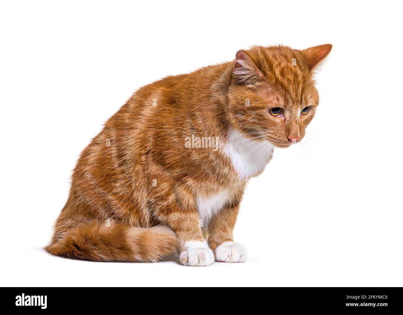 Chat de gingembre dépressif regardant vers le bas, isolé Banque D'Images