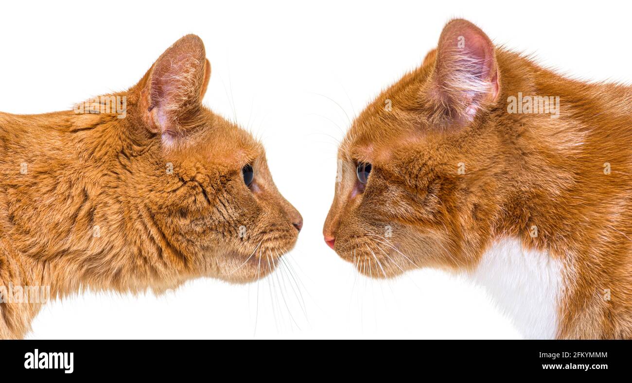 Deux chats au gingembre, un jeune adulte, face à face, vue latérale, regardant l'un l'autre Banque D'Images