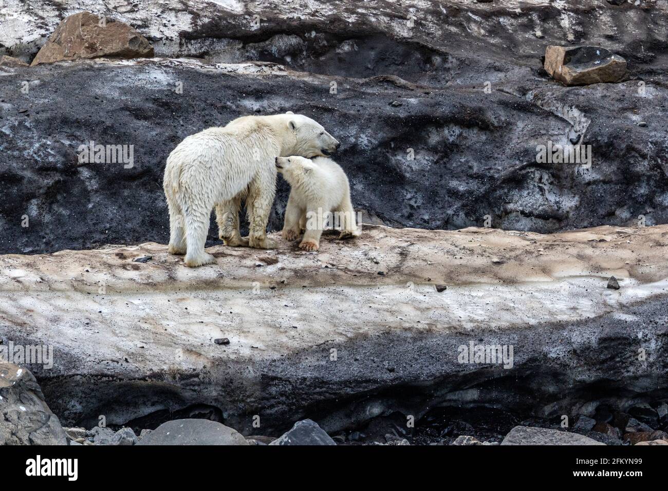Une mère ours polaire, Ursus maritimus, avec un cub de l'année en quête de nourriture à Cape Brewster, au Groenland. Banque D'Images