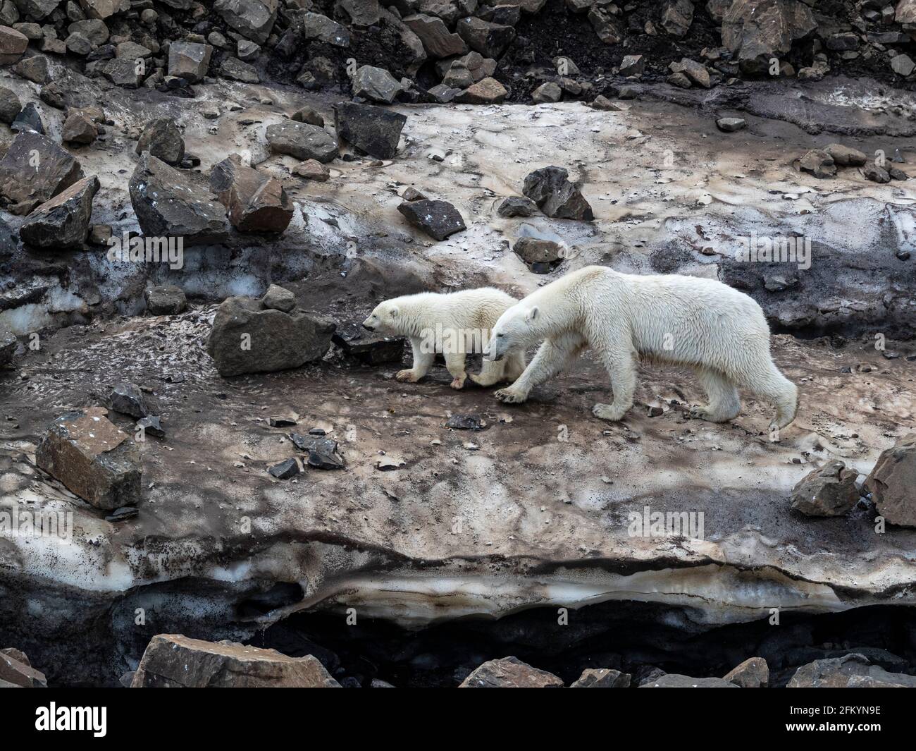 Une mère ours polaire, Ursus maritimus, avec un cub de l'année en quête de nourriture à Cape Brewster, au Groenland. Banque D'Images