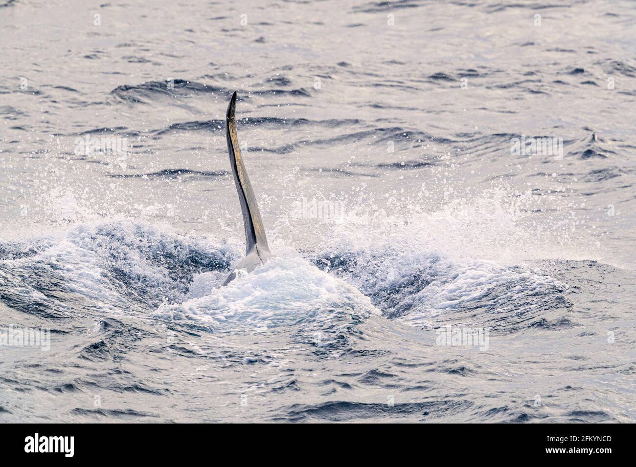 Orque à tête de taureau adulte, Orcinus orca, qui se déforme tout en se nourrissant de poissons le long de la côte est du Groenland. Banque D'Images