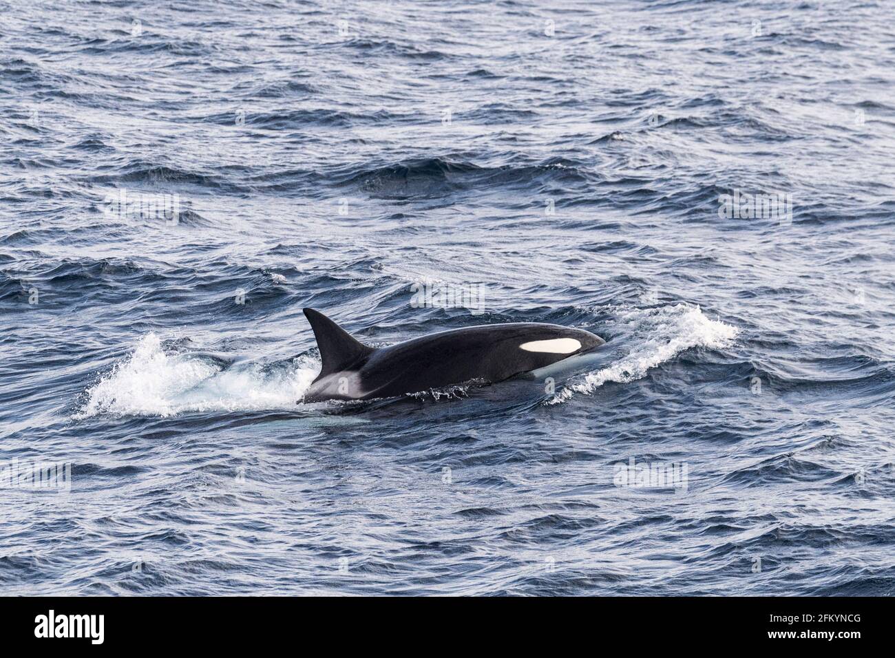 Orque adulte, Orcinus orca, qui se déforme tout en se nourrissant de poissons le long de la côte est du Groenland. Banque D'Images