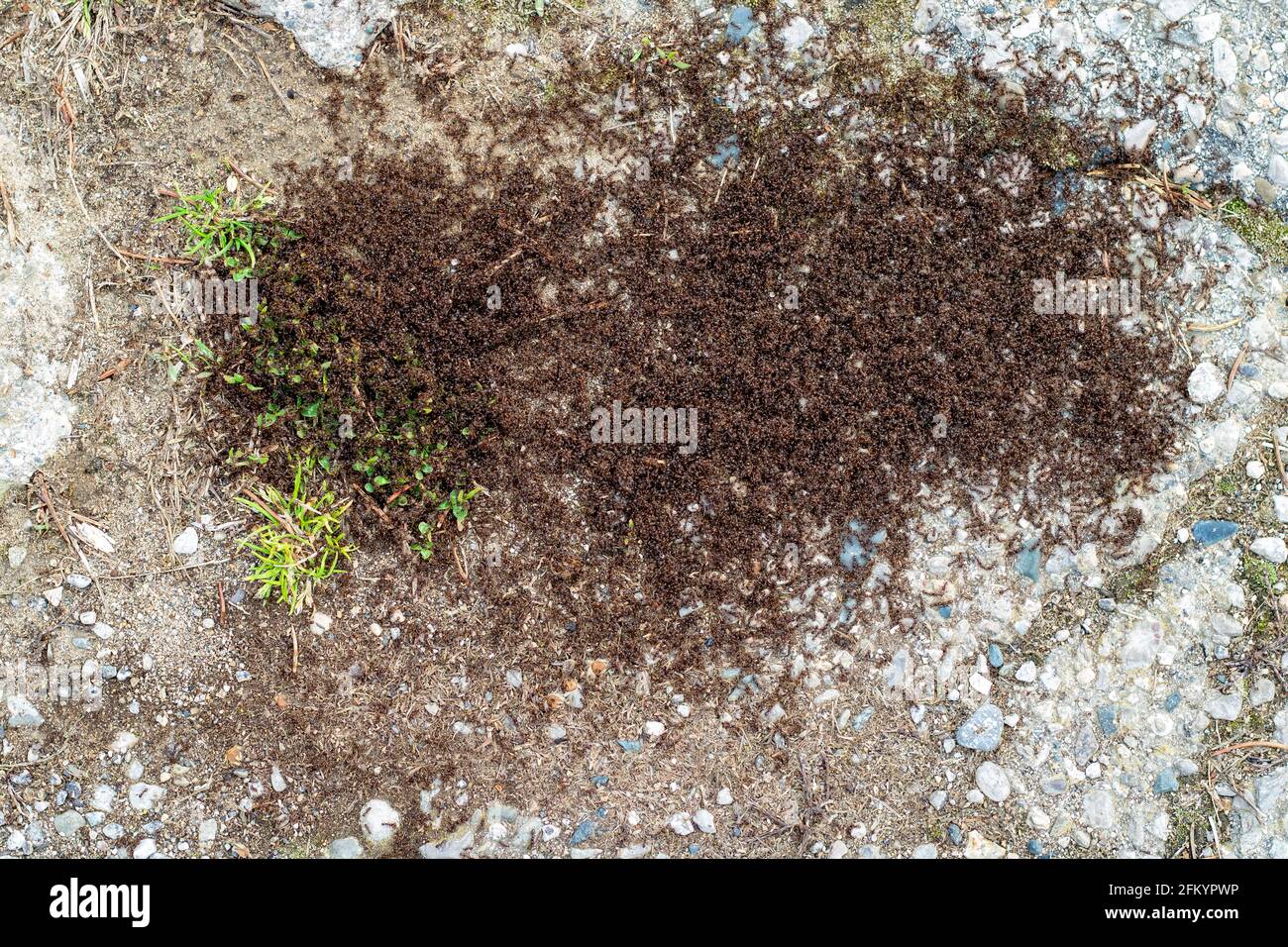 Un essaim de fourmis sur un vieux trottoir en pierre. Banque D'Images