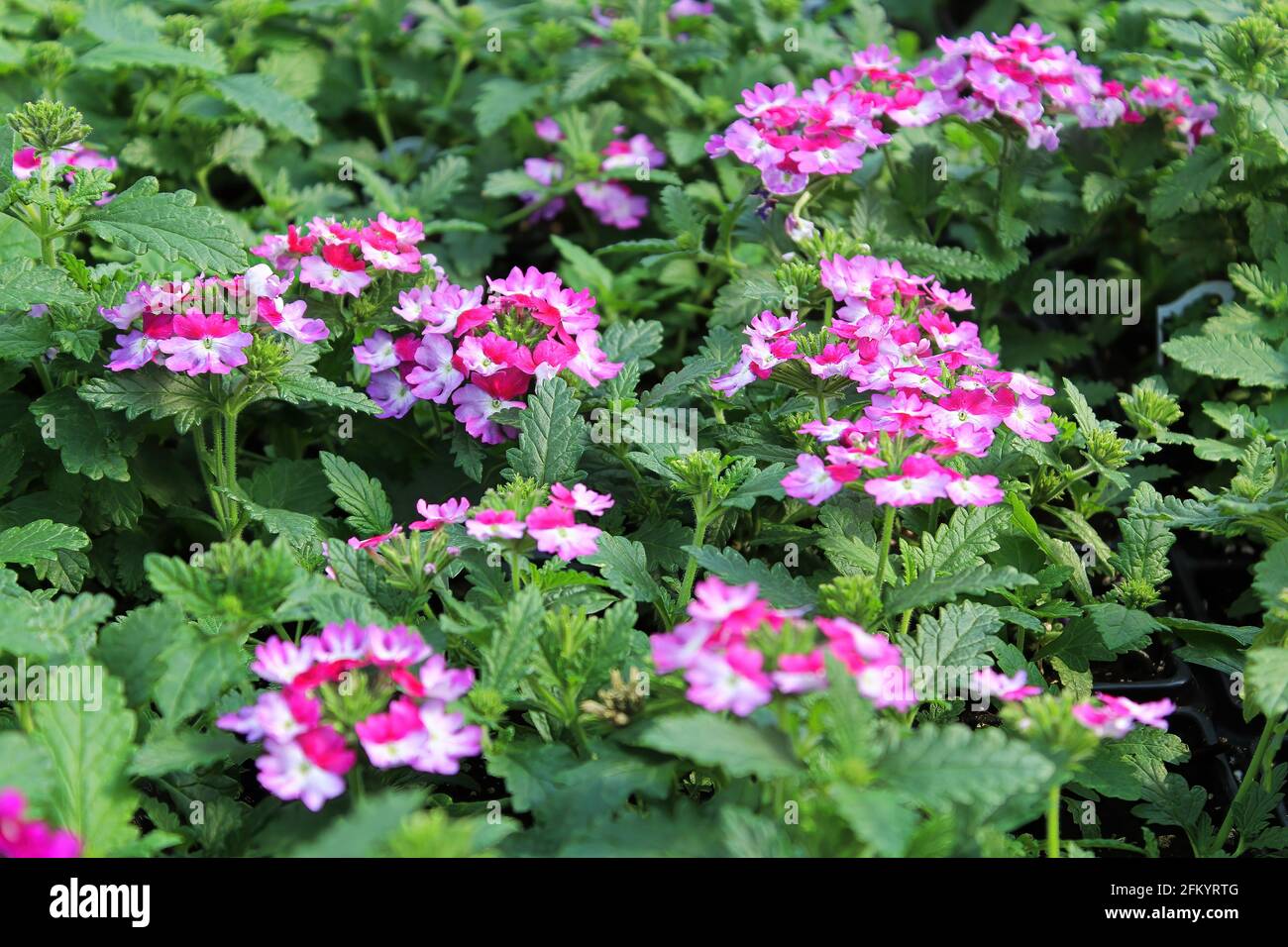 Un groupe de plantes de verveine rose et blanc en fleurs Photo Stock - Alamy