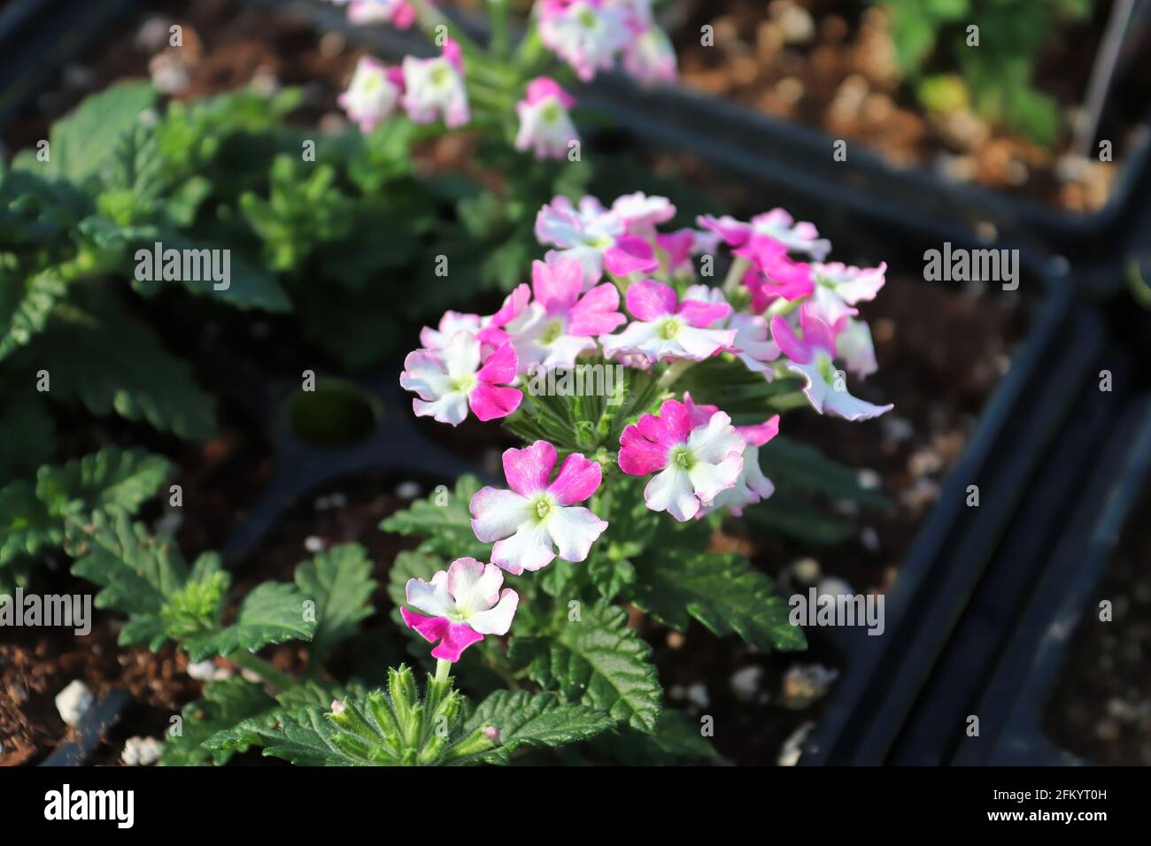 Gros plan des fleurs de verveine rose et blanc qui poussent dans le semis  pots Photo Stock - Alamy