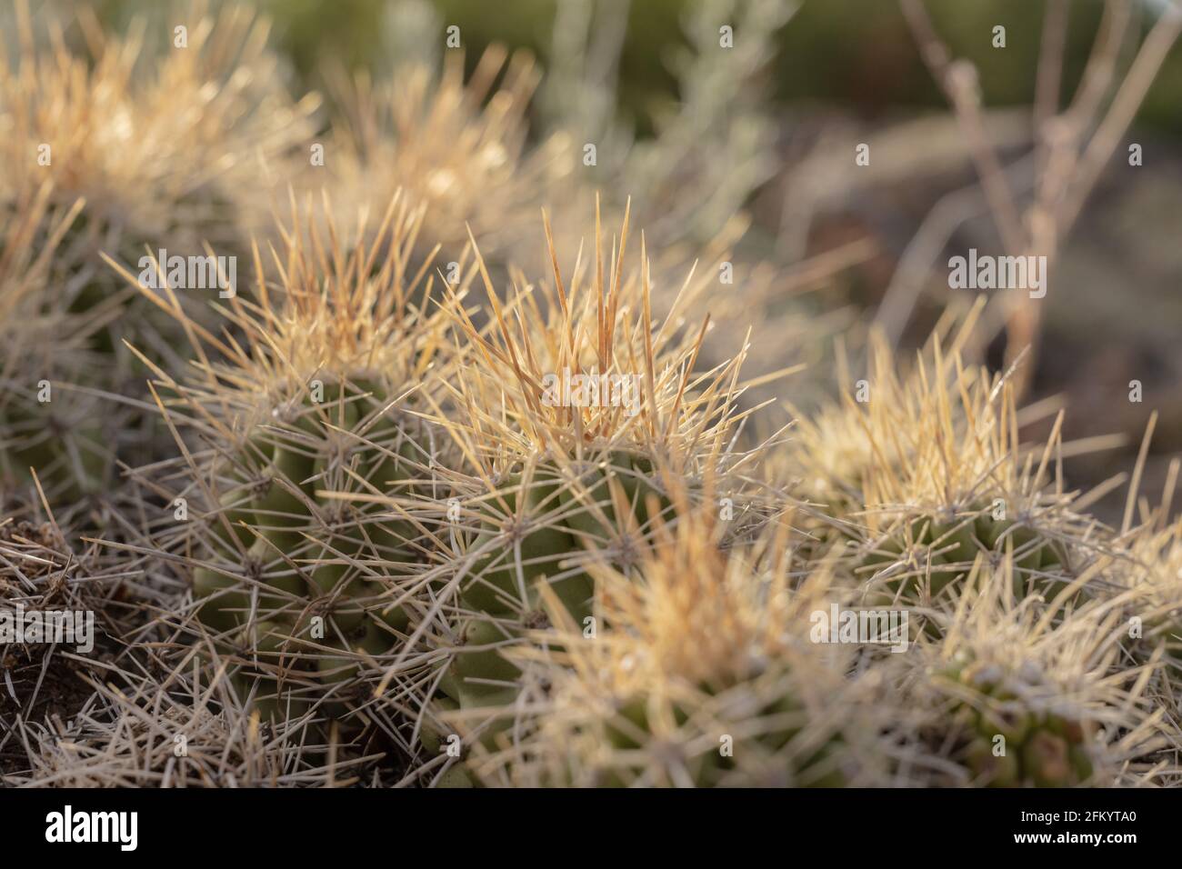 Lumière dorée sur les Thorns de Cactus dans le Black Canyon Du parc national de Gunnison Banque D'Images