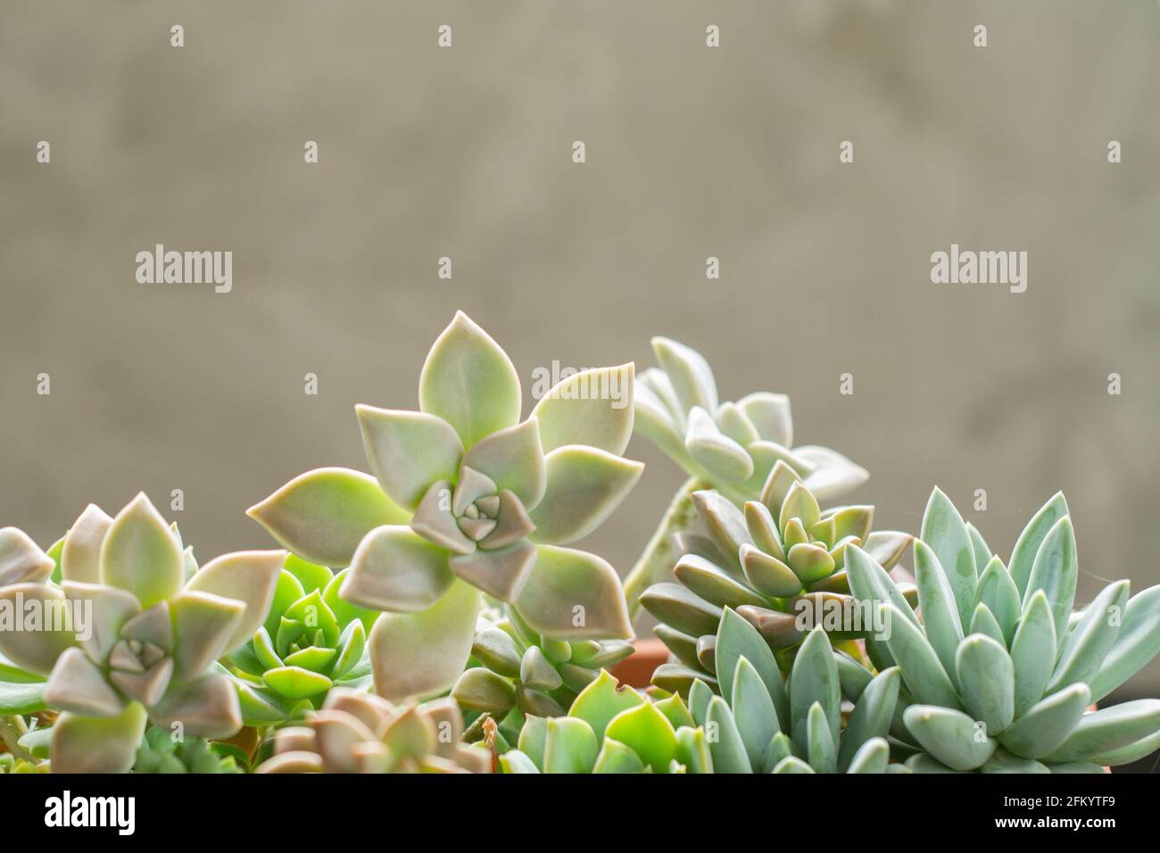 variété de plantes succulentes dans des pots, image de gros plan Banque D'Images