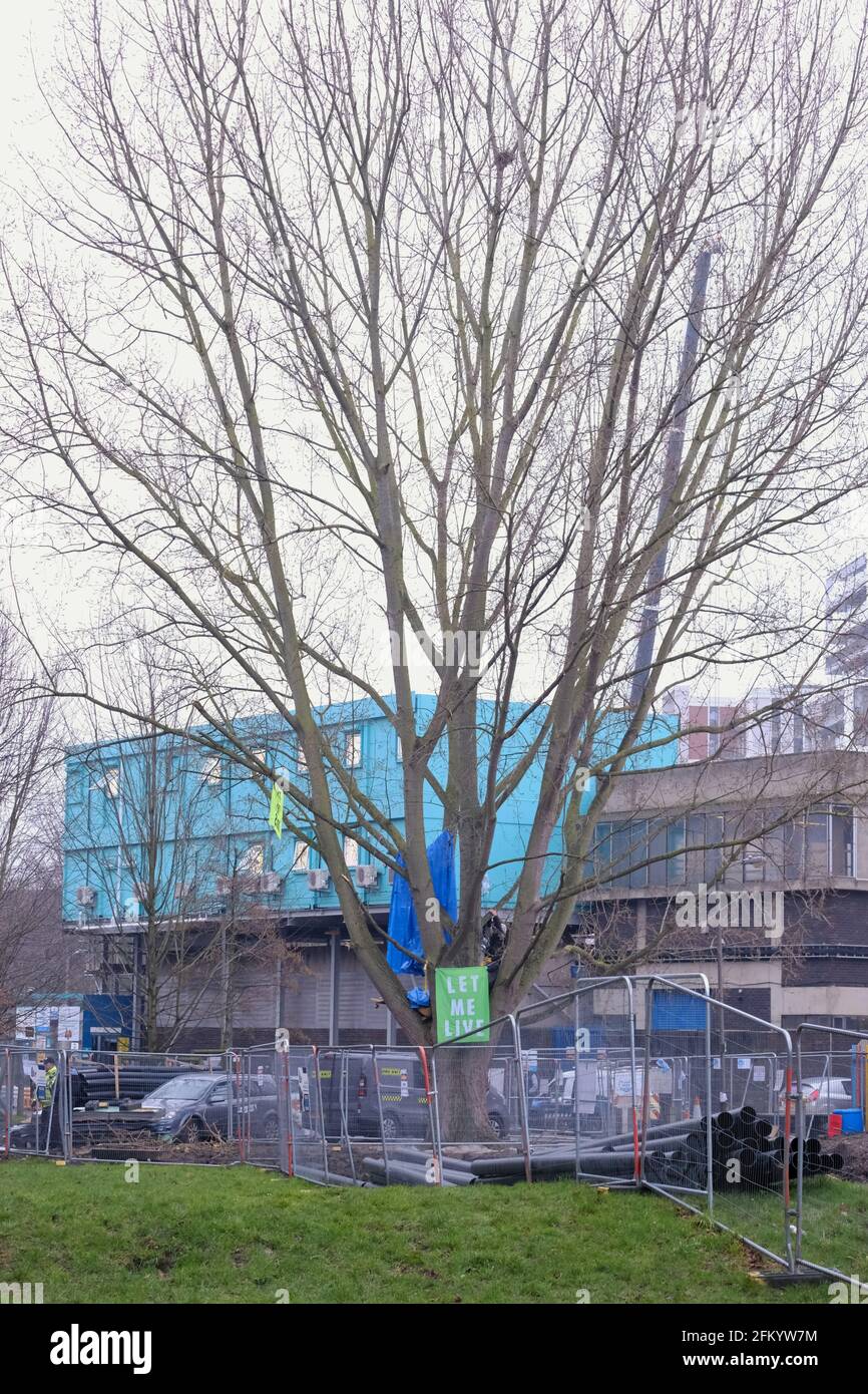 Les manifestants pour l'environnement occupent un arbre dont l'abattage est prévu par le conseil de Wandsworth pour permettre des travaux de régénération dans la région. Banque D'Images