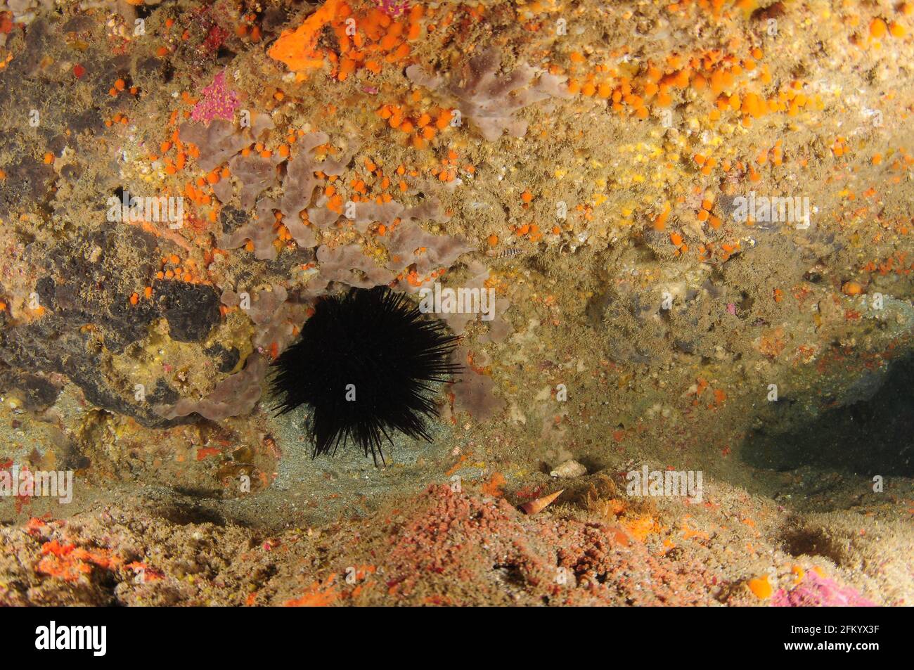 Grand oursin de mer de Rodgers presque noir Centrostephanus rodgersii se cachant dans le cravice de roche recouvert de formes de vie d'invertébrés à la rouille colorée. Banque D'Images