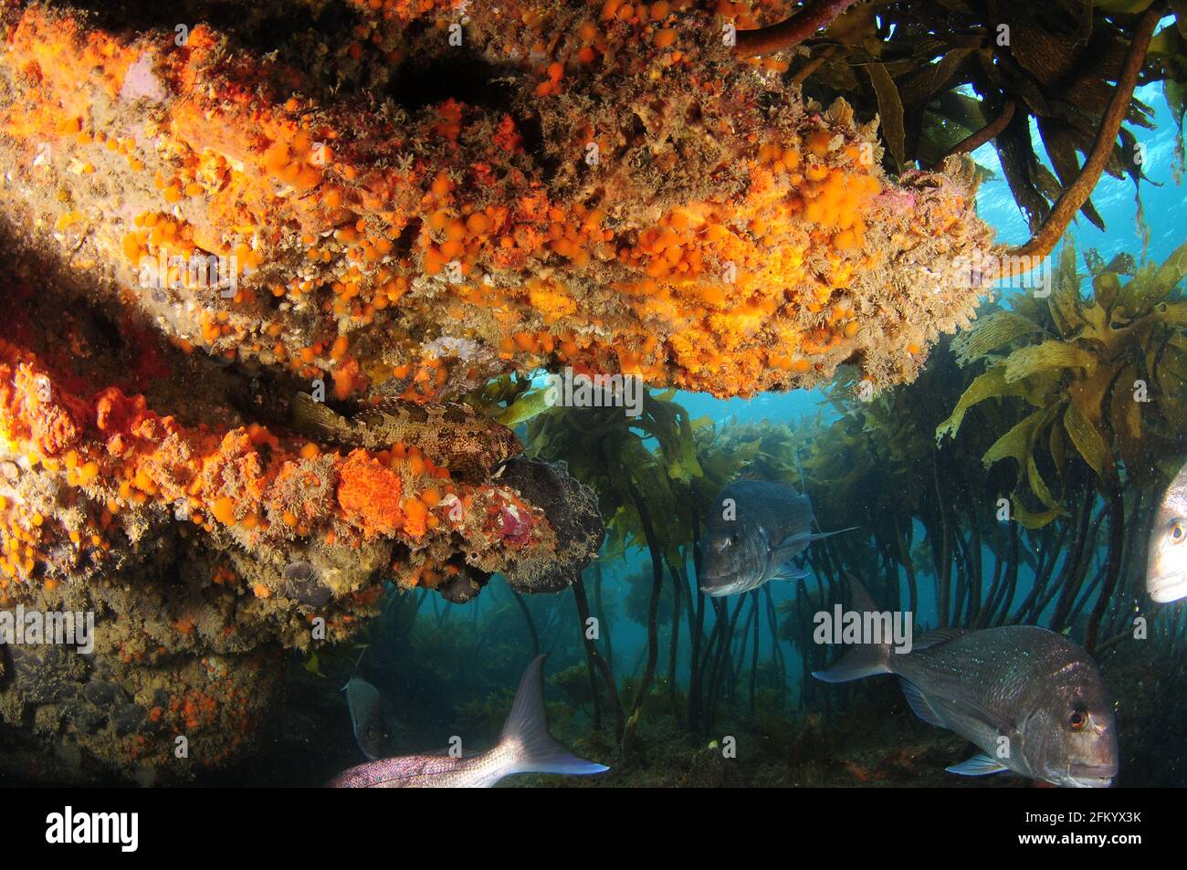 Les grands sneppers Australasiens nagent sous un surplomb coloré tandis que le poisson-varech bien camouflé se trouve sur une étagère rocheuse. Banque D'Images