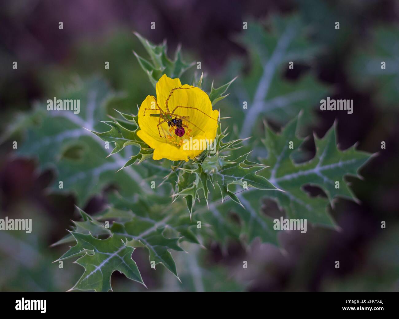Cardo flor Banque de photographies et d'images à haute résolution - Alamy