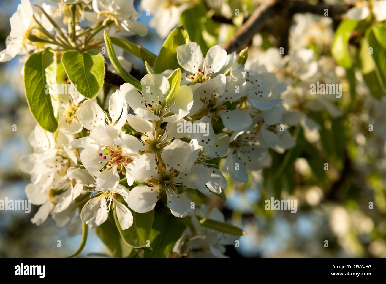 Fleurs de pommes dans un verger de Hood River, Oregon Banque D'Images