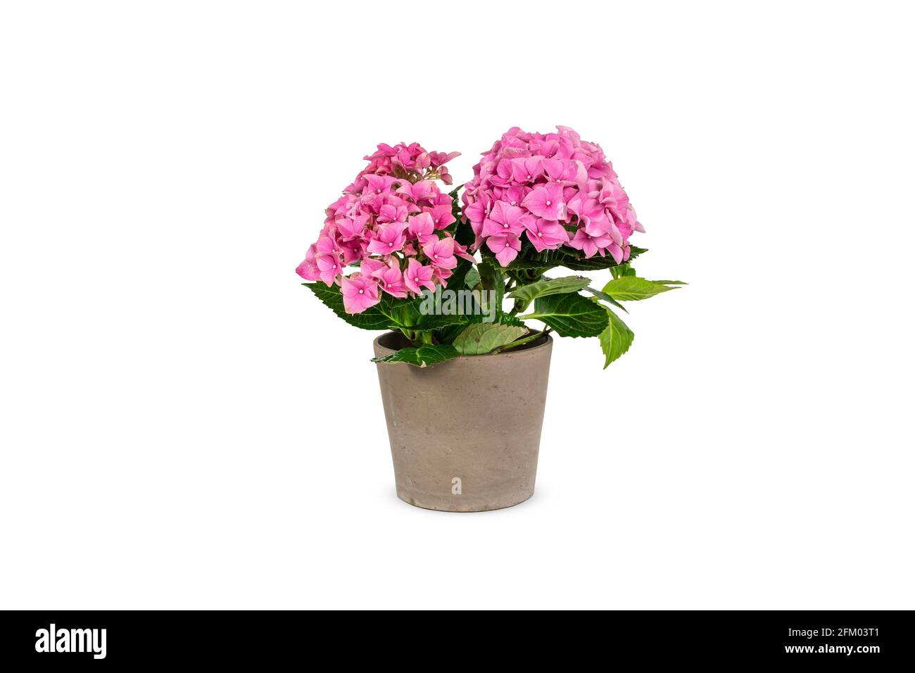 Hortensia rose dans un pot isolé sur blanc. Banque D'Images
