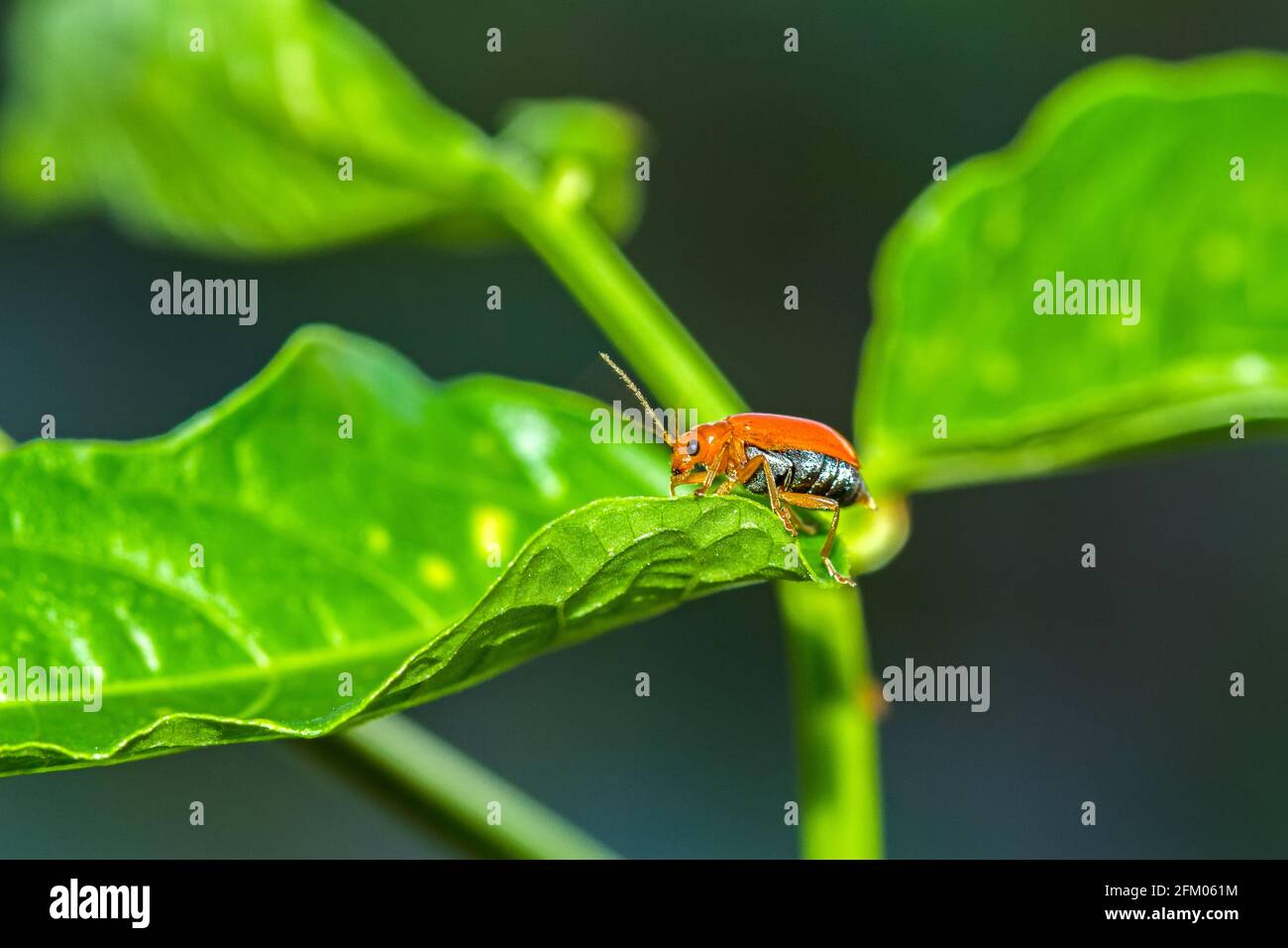 Gros plan sur la feuille verte du coléoptère de la citrouille, de la betterave jaune ou de la betterave à coursier Banque D'Images