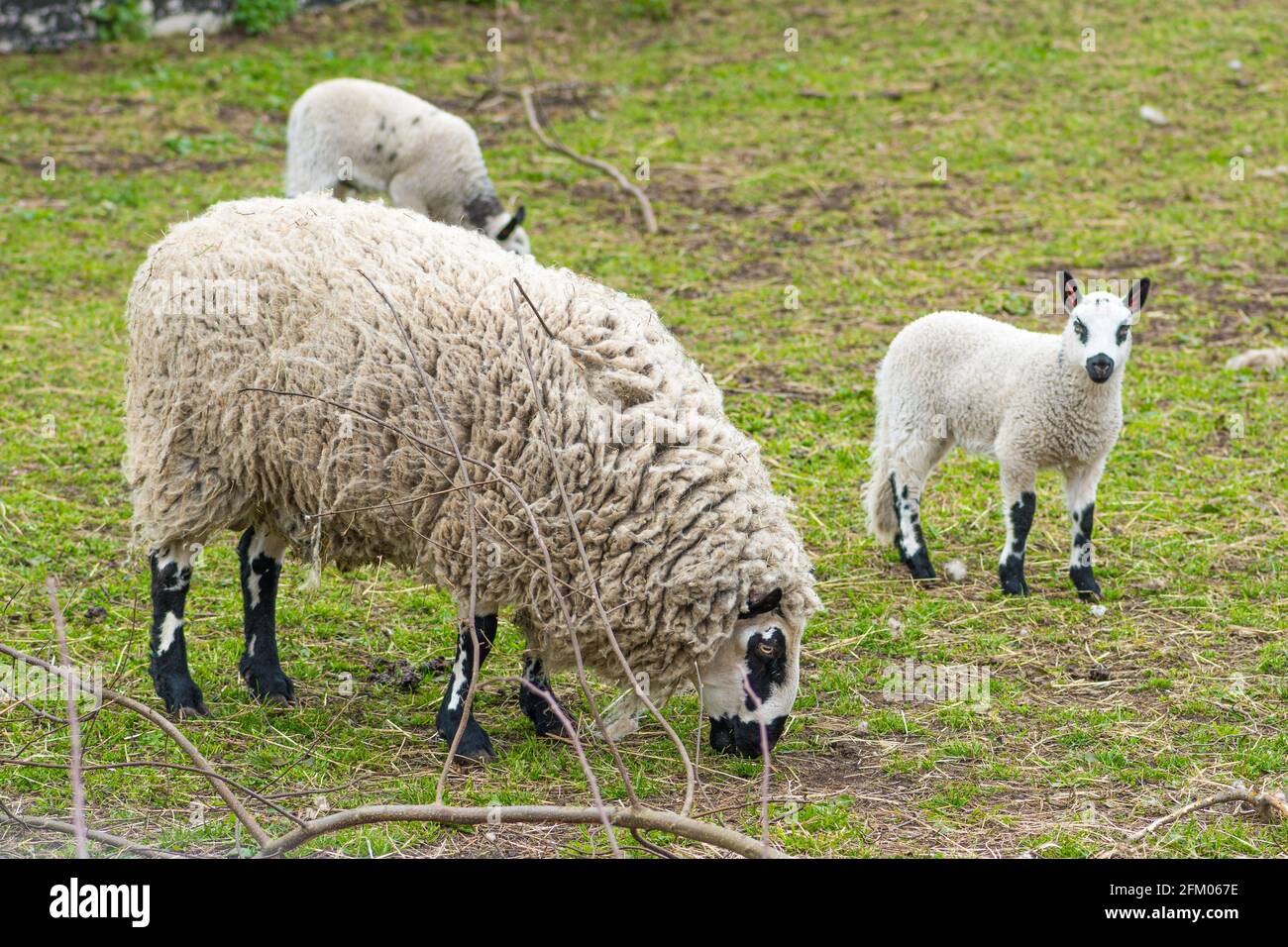 Troupeau de moutons Kerry Hill, est une race de moutons domestiques originaire du comté de Powys au pays de Galles, la laine est blanche, avec des agneaux Banque D'Images