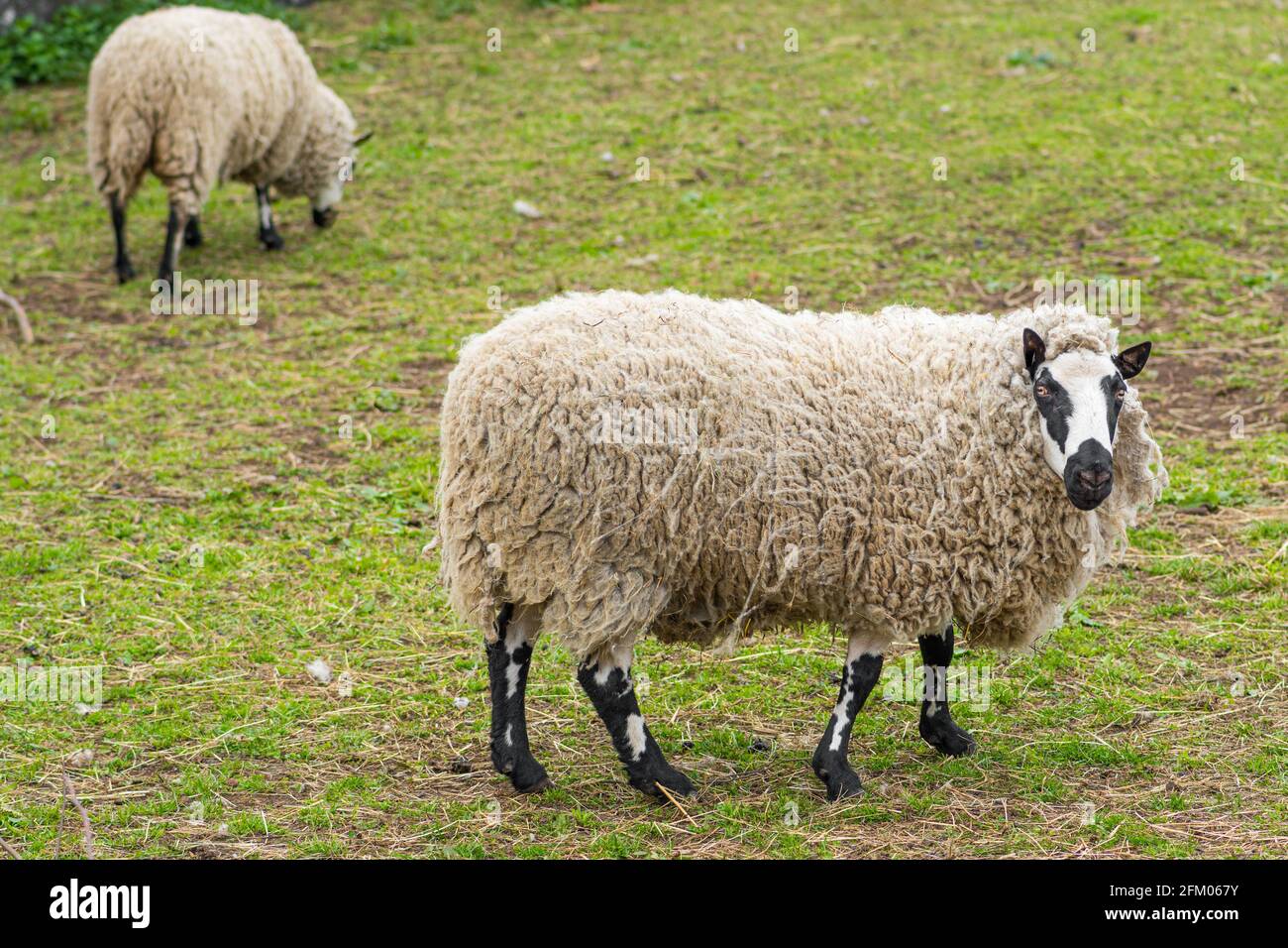 Kerry Hill mouton, est une race de mouton domestique originaire du comté de Powys au pays de Galles, la laine est blanche, et leurs jambes sont blanches avec un marquage noir Banque D'Images