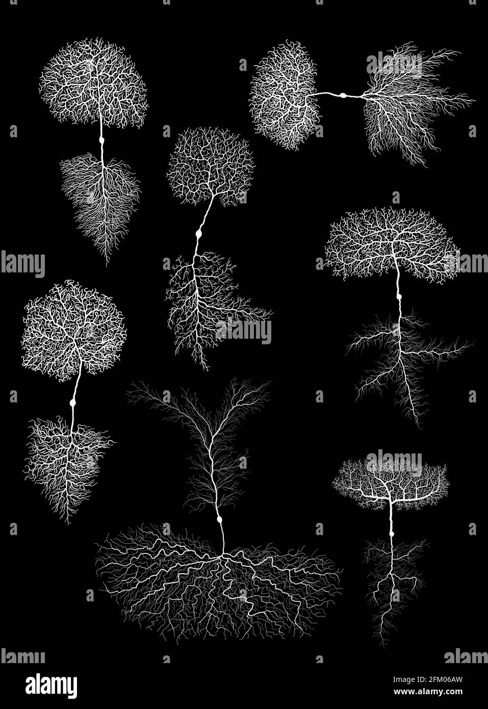 biologie du développement humain neurone avec cellule sur noir Banque D'Images