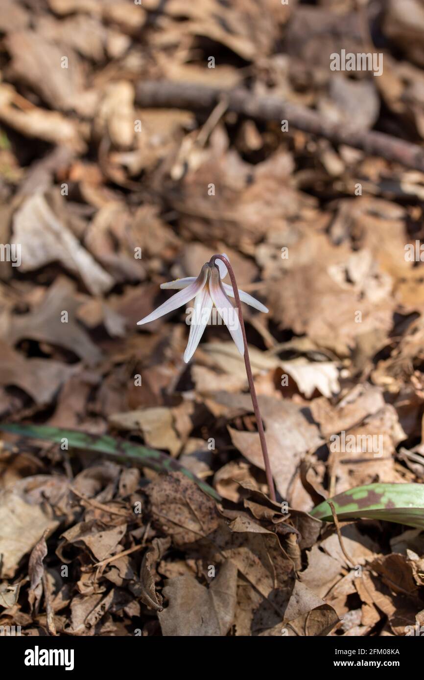 Cette image montre une vue rapprochée des fleurs sauvages de lys de truite blanche non cultivées (erythronium albidum) qui fleurissent dans une forêt de ravin. Banque D'Images