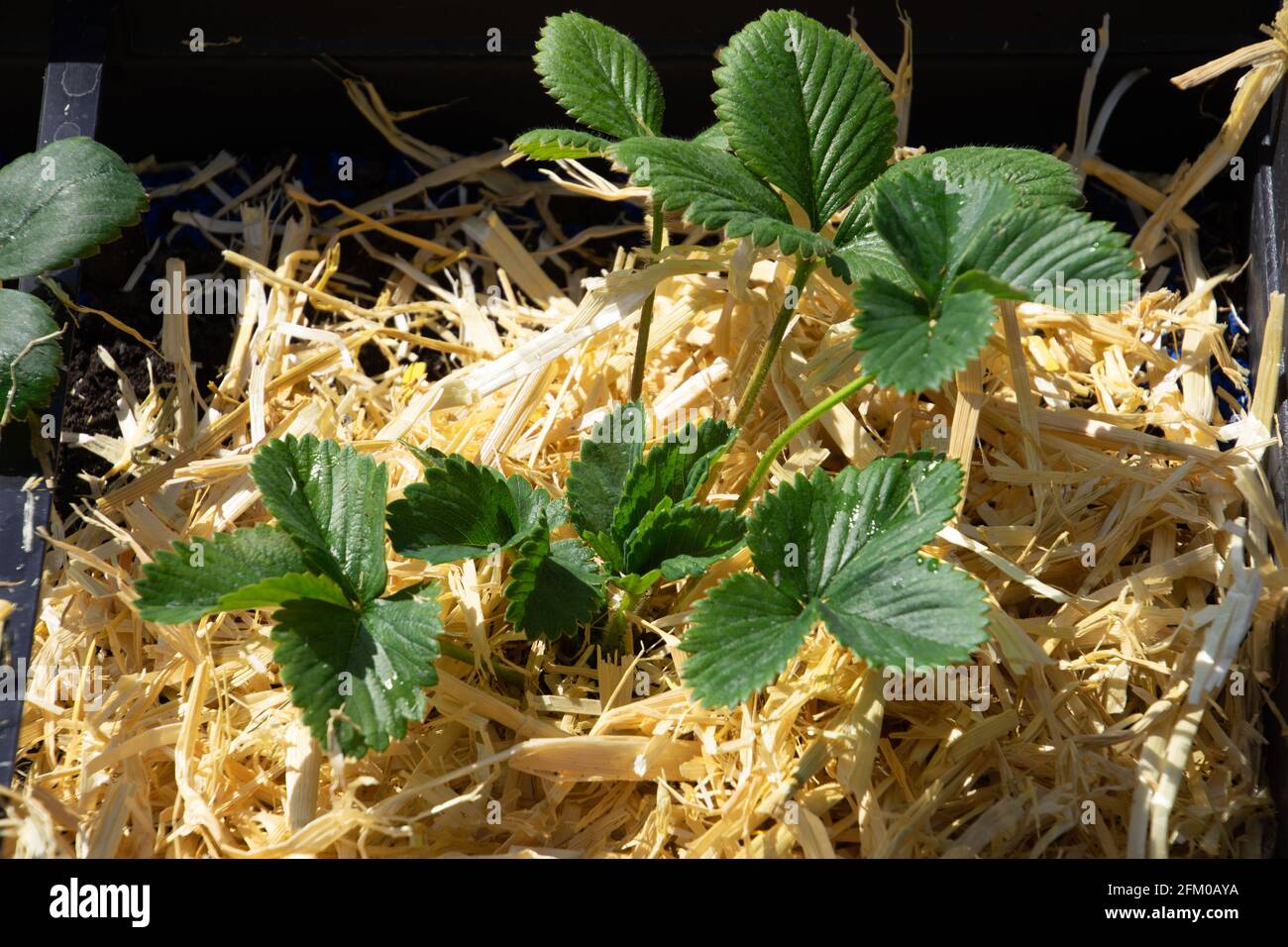 jeunes arbustes à fraise avec de la paille entre eux Banque D'Images