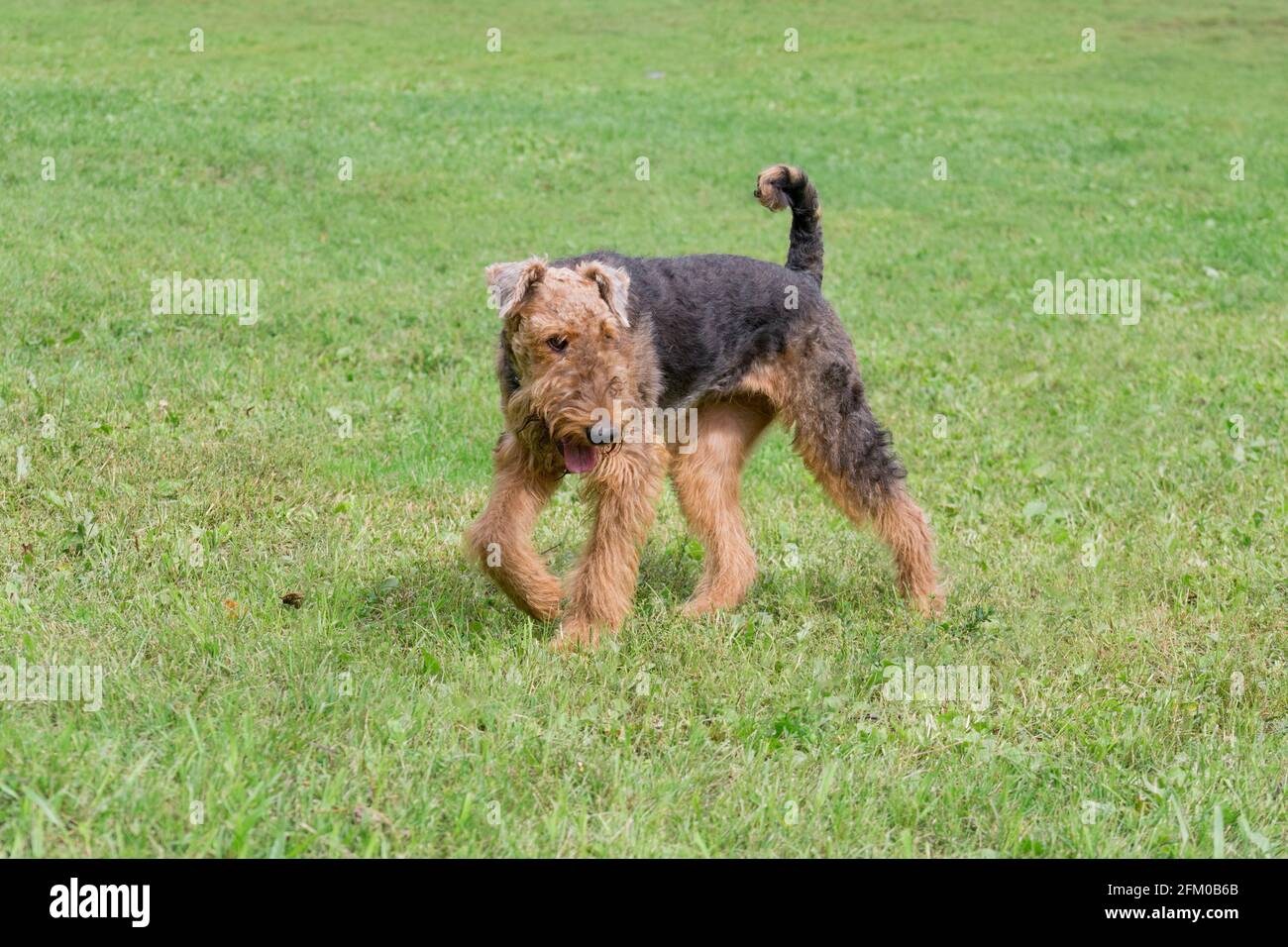 Le terrier d'Airedale marche sur une herbe verte dans le parc d'été. Terrier Bingley ou terrier au bord de l'eau. Animaux de compagnie. Chien de race. Banque D'Images