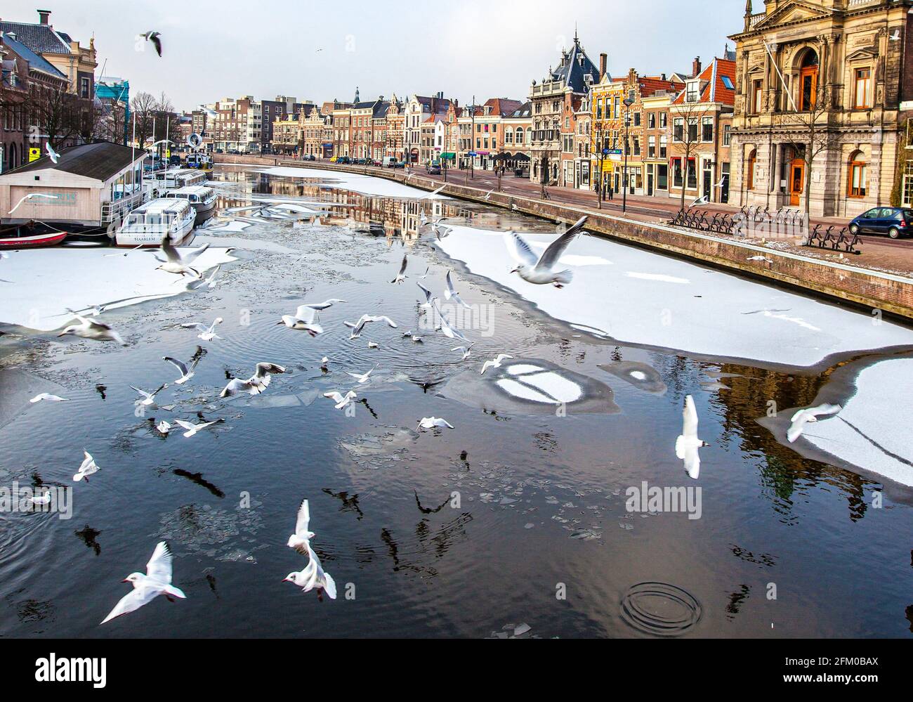 Des mouettes volantes sur le canal Spaarne avec des maisons traditionnelles au bord de la rivière, Haarlem, Amsterdam, Hollande-Nord, pays-Bas Banque D'Images