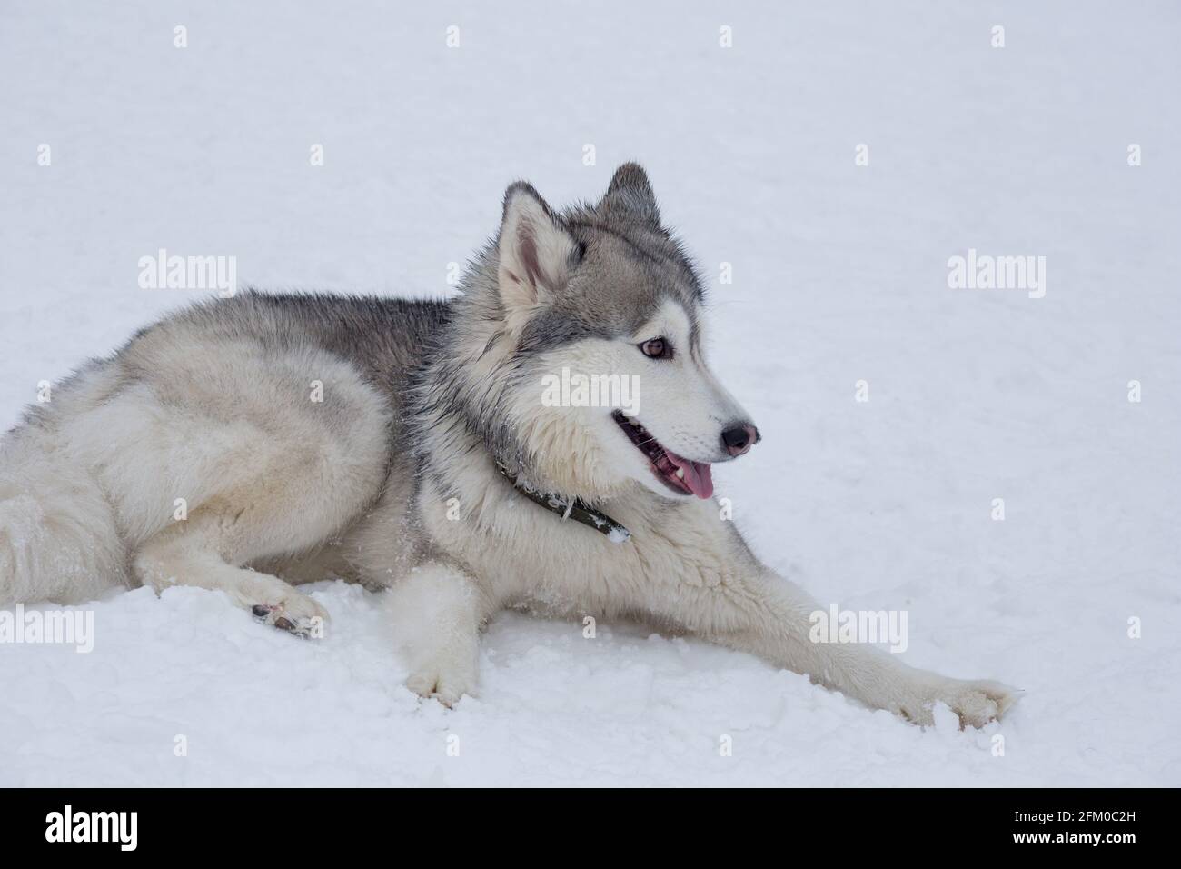 Le Mignon Chiot Husky Siberien Est Couche Sur Une Neige Blanche Dans Le Parc D Hiver Animaux De Compagnie Chien De Race Photo Stock Alamy