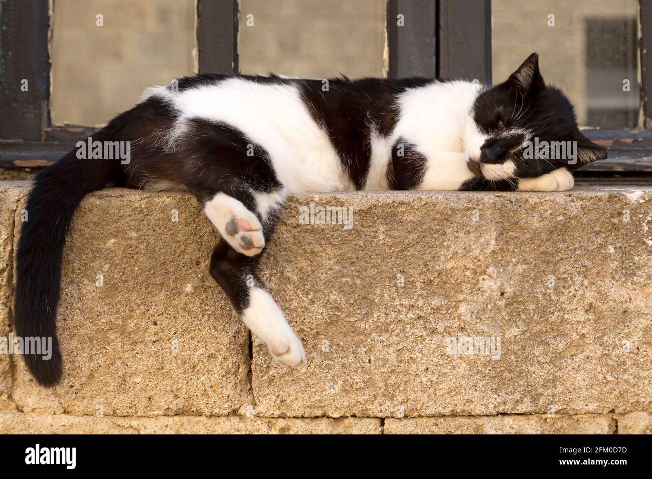 Un chat dormant sur une corniche à fenêtre dans la ville de Rhodes, en Grèce. Les mains de la jambe de l'animal de la corniche. Banque D'Images