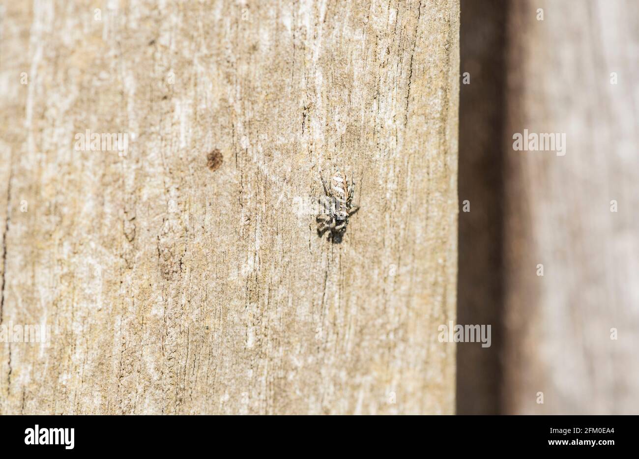 Araignée sauteuse mâle (Salticus scenicus) Banque D'Images