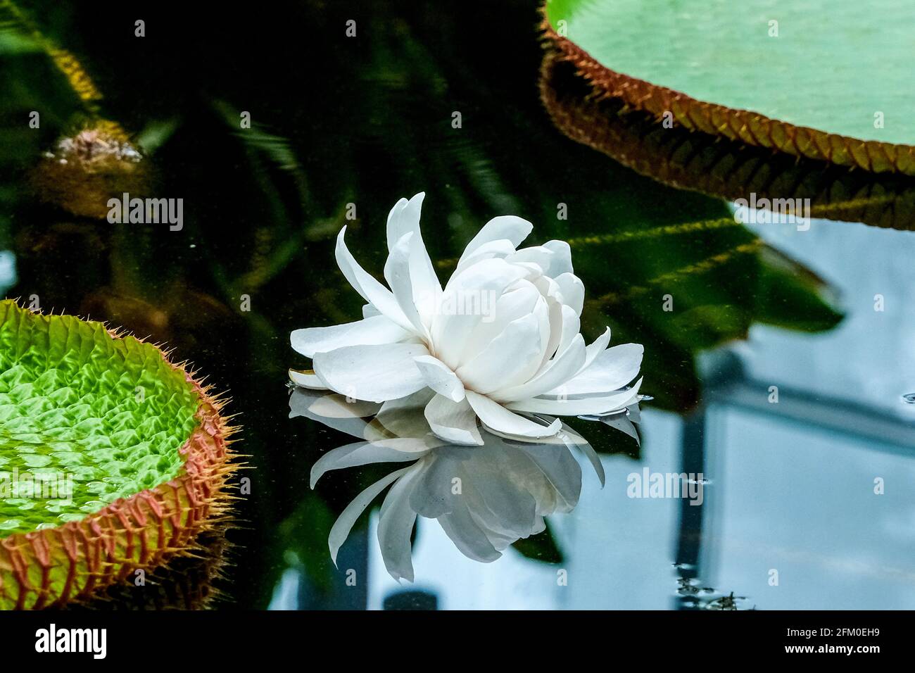 Une plante en fleurs Victoria Amazonica dans les jardins botaniques à Adélaïde Australie Banque D'Images