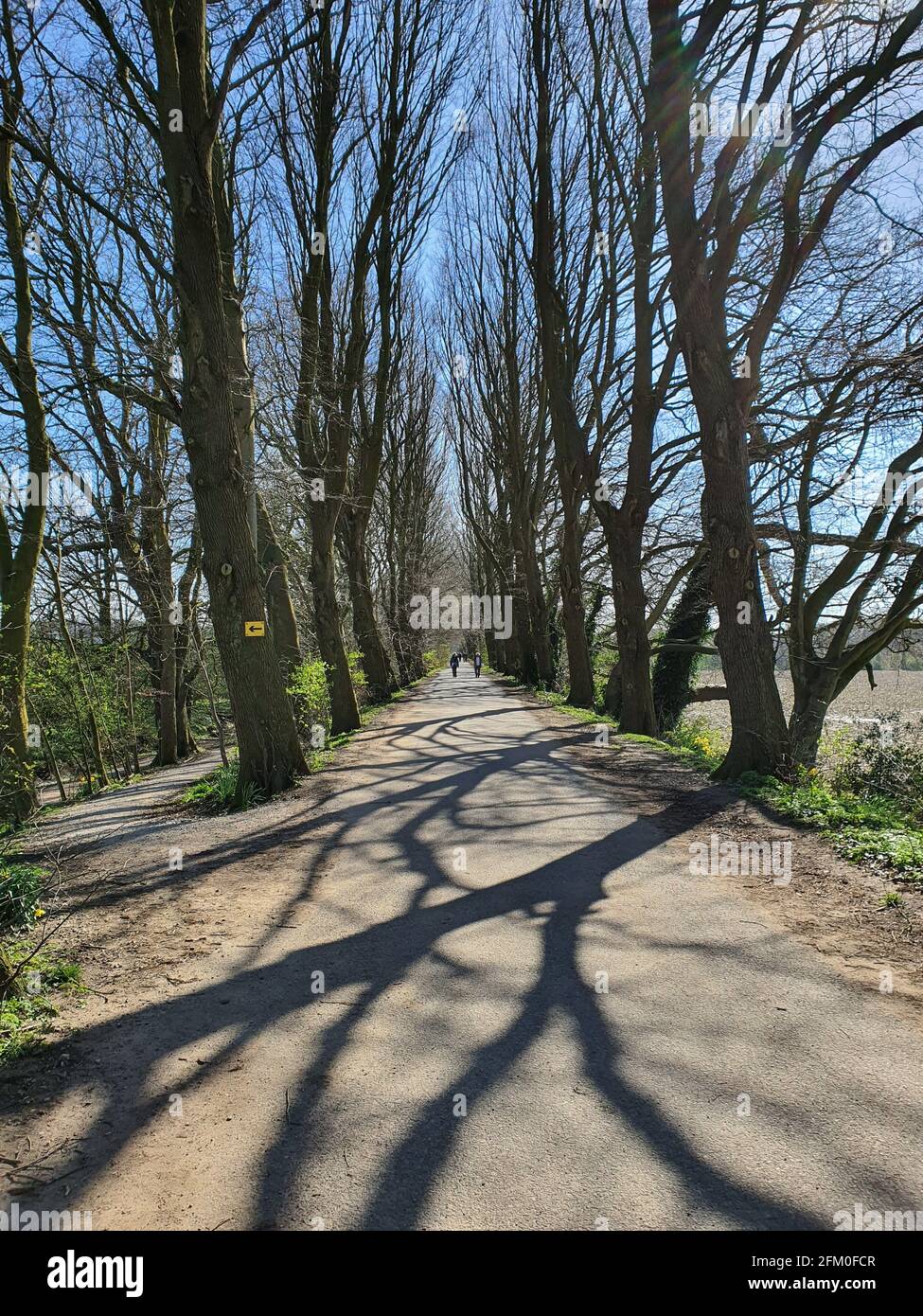 Chemin bordé d'arbres près de Preston, Lancashire au bord des bois Banque D'Images