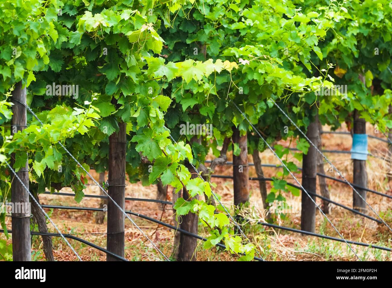 Feuilles de raisin sur une vigne dans un vignoble de près en été à Cape Town, Afrique du Sud concept industrie du vin, viticulture, viniculture Banque D'Images