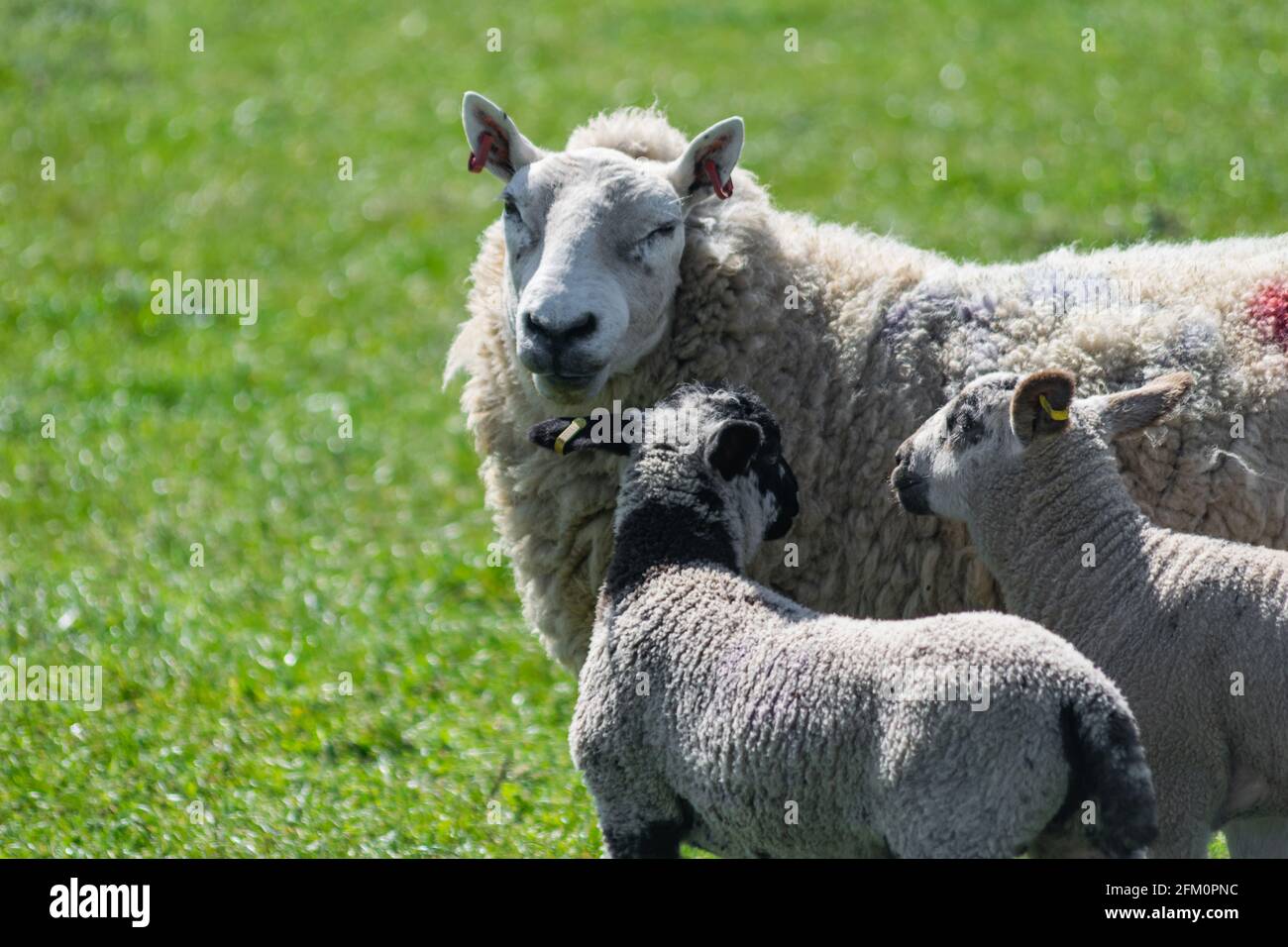 Famille de moutons de plage libre marchant sur une prairie britannique en journée ensoleillée. Des moutons et deux jeunes agneaux suivent Banque D'Images