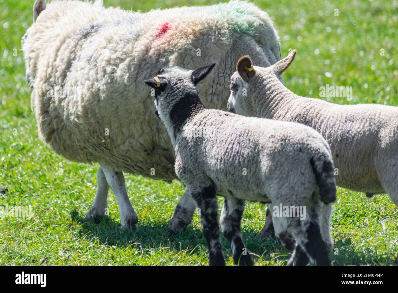 Famille de moutons de plage libre marchant sur une prairie britannique en journée ensoleillée. Des moutons et deux jeunes agneaux suivent Banque D'Images
