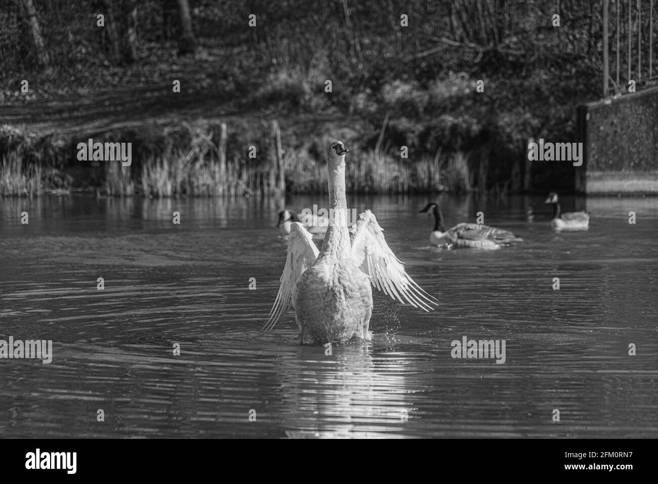 Young Mute Cygnet de cygnet avec des plumes grises et blanches dans l'étang de lac avec les ailes étendues en forme de croix Banque D'Images