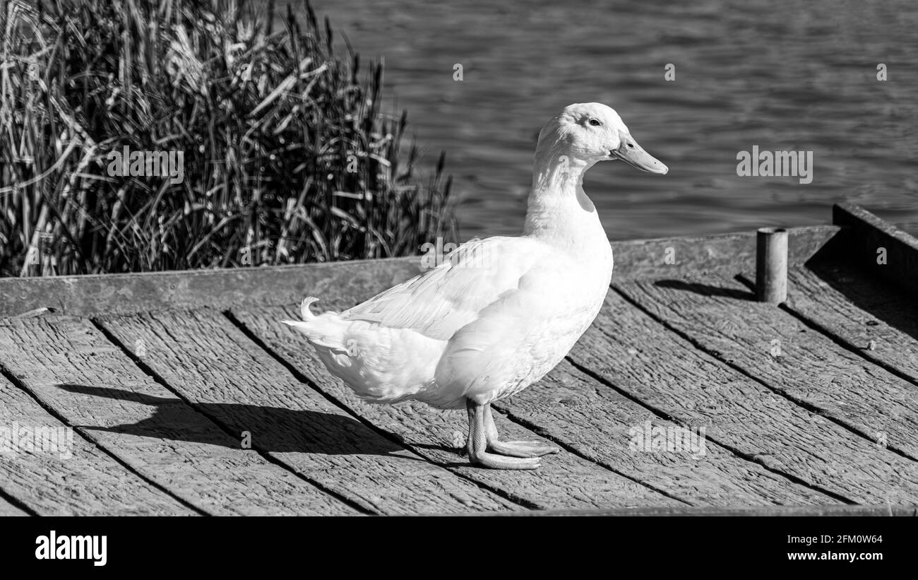 Canard de Pékin blanc simple domestique Aylesbury Pekin hors de la vue de niveau bas de l'eau montrant un plumage blanc et un lit en toile orange pieds sur la jetée Banque D'Images