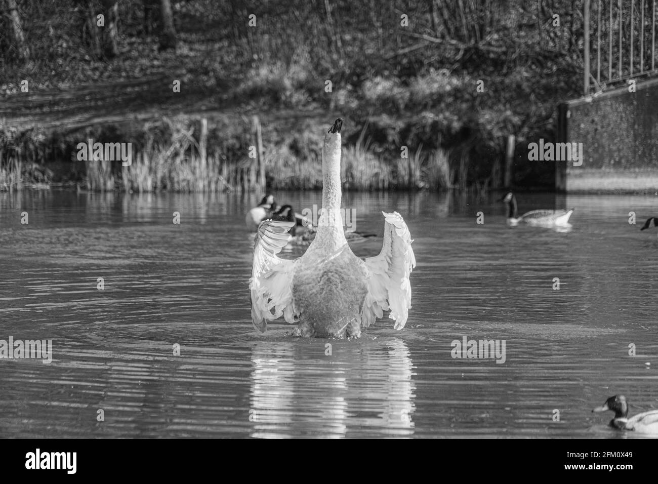 Jeune muet Cygnet de cygneau gris et blanc lacustre, image monochrome noir et blanc Banque D'Images