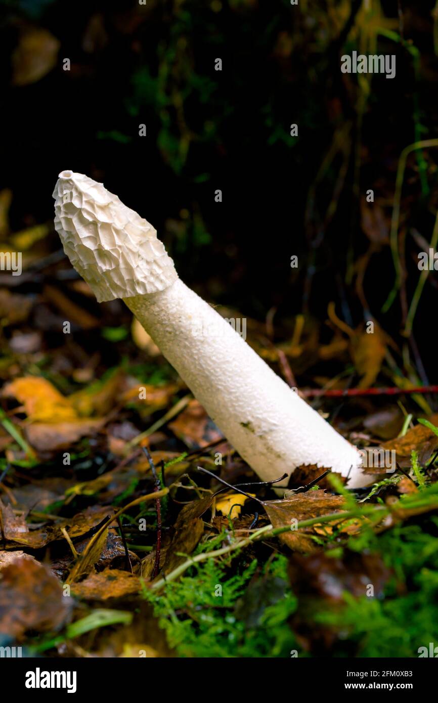 Commune Stinkhorn Phallus impudicus champignon en forme de phallus blanc qui pousse sur Litière de feuilles dans les Highlands d'Écosse Banque D'Images