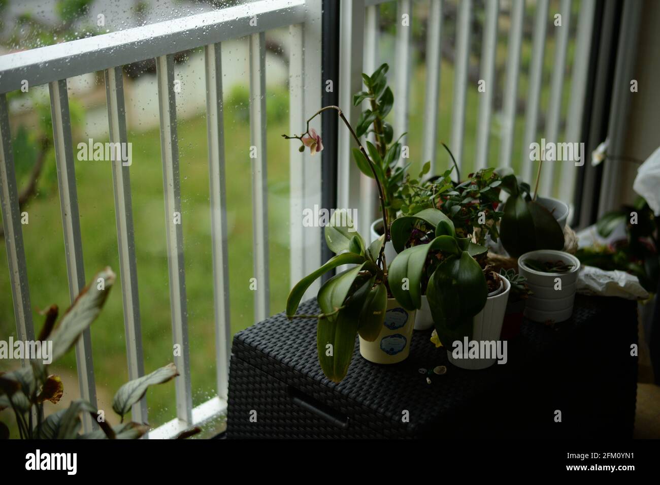 plantes vertes sur une table de jardin sur un balcon Banque D'Images