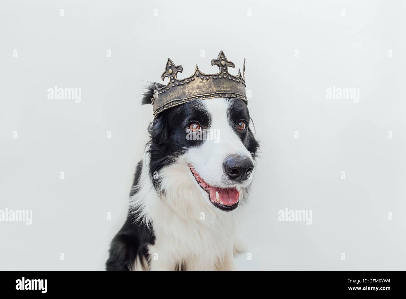 Chien chiot mignon avec bordure drôle de visage collie portant la couronne de roi isolée sur fond blanc. Portrait de chien drôle en costume royal en carnaval ou à hallo Banque D'Images