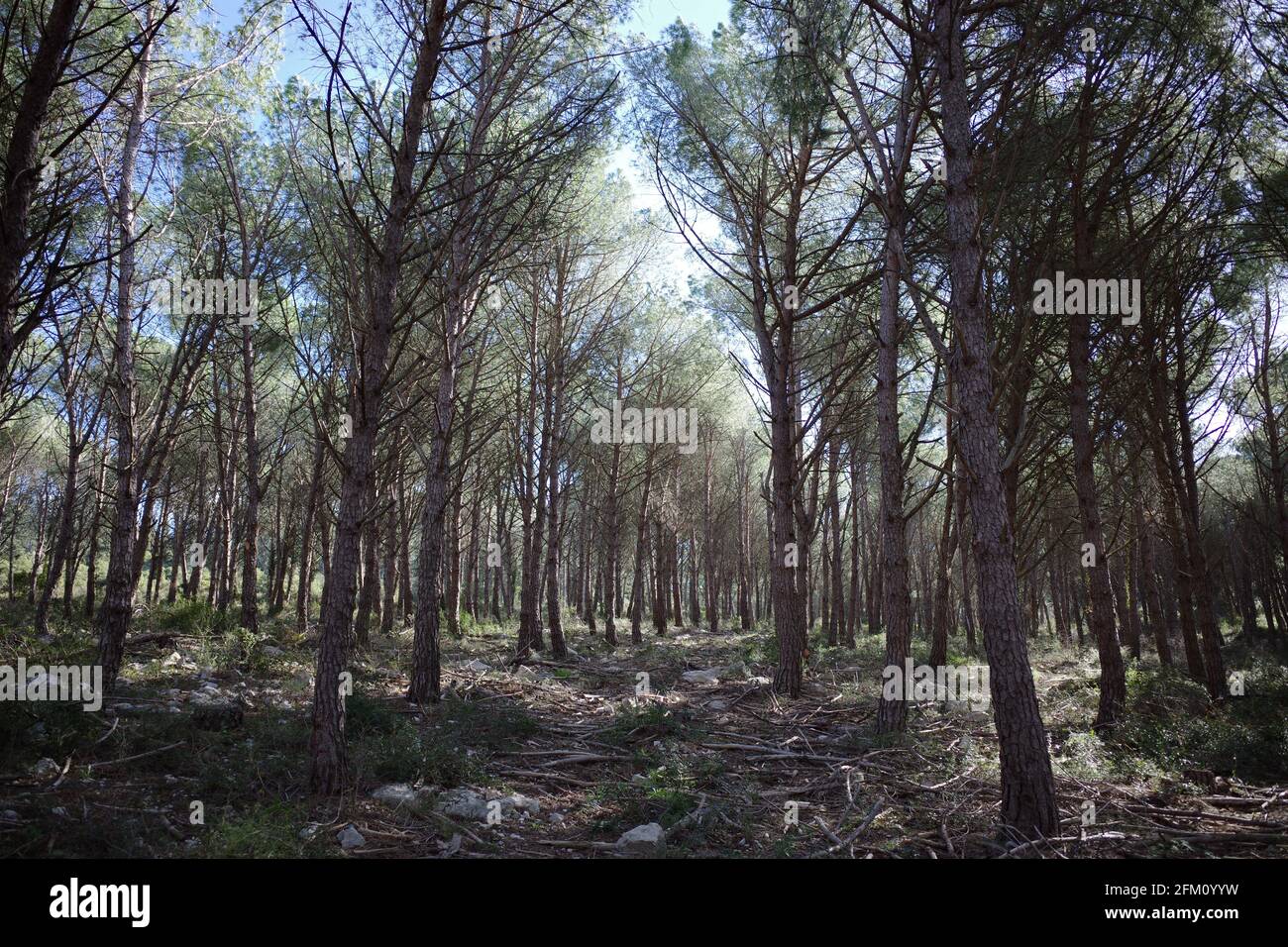 Un sentier ou un sentier serpend à travers une forêt de pins verts lors d'une belle journée ensoleillée à Montpellier, Occitanie, sud de la France Banque D'Images