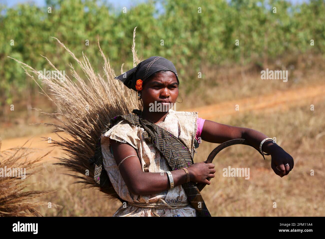 Femme tribale du village de Kotpadu, Odisha, qui recueille de l'herbe à balai, posant pour caméra au village de Bondaguda, Araku, Andhra Pradesh, Inde. TRIBU DE BATRA Banque D'Images