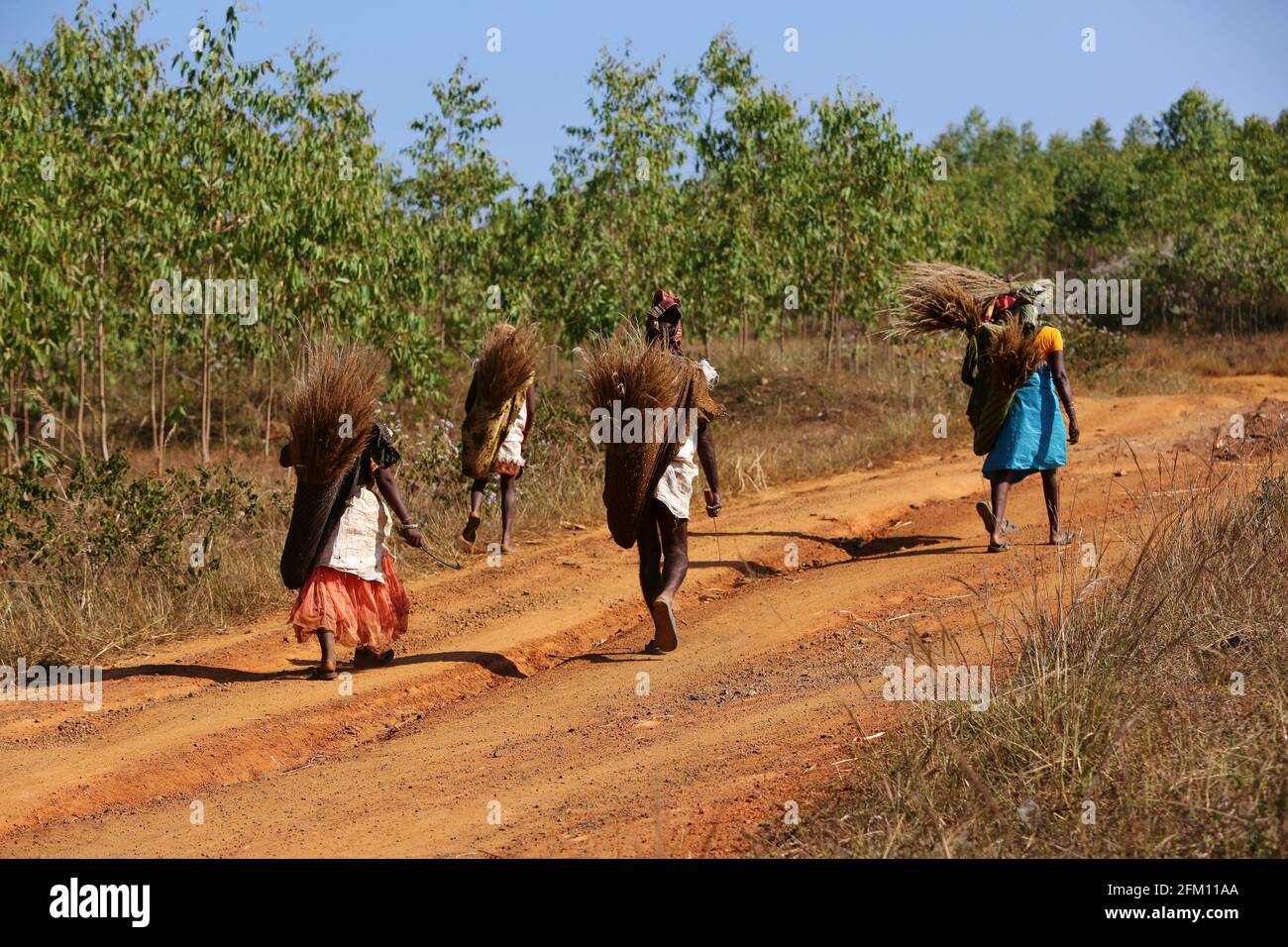 Des femmes tribales du village de Kotpadu, Odisha marchant et collectant de l'herbe à balai au village de Bondaguda, Araku, Andhra Pradesh, Inde. TRIBU DE BATRA Banque D'Images