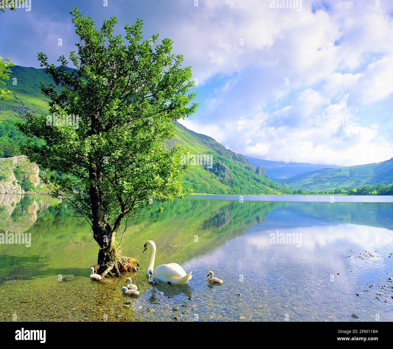 Royaume-Uni, pays de Galles, Snowdonia, Llyn Gwynant, arbre dans le lac avec cygnes Banque D'Images