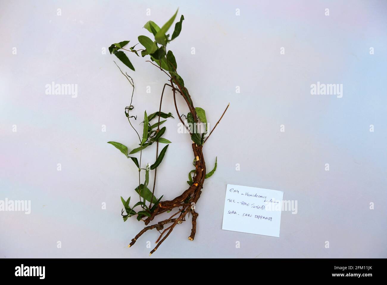 Hemidesmus indicus, sarsaparilla indien ( Saru Dippaadi ). La plante médicinale Sarsaparilla est utilisée pour traiter le psoriasis et d'autres maladies de la peau, rheuma Banque D'Images