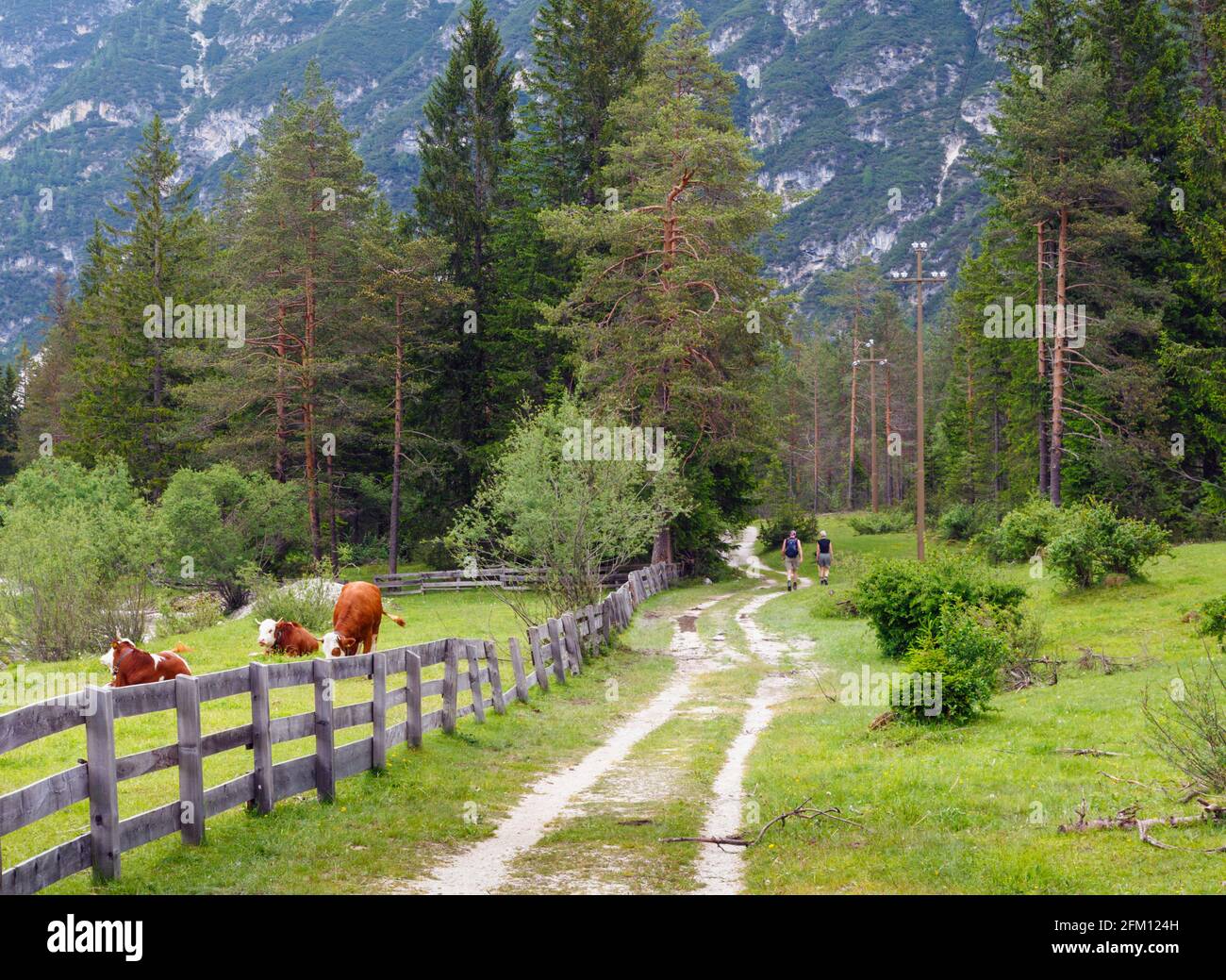 Randonneurs sur la piste de campagne près de Lago di Landro, Trentin-Haut-Adige/Südtirol, Italie Banque D'Images