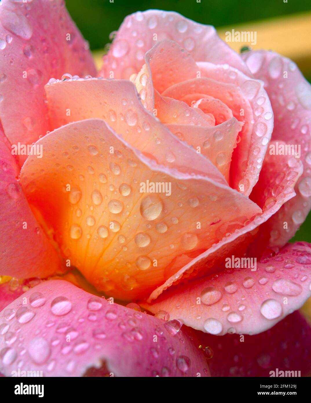 Rose rose après la douche de pluie, Banque D'Images