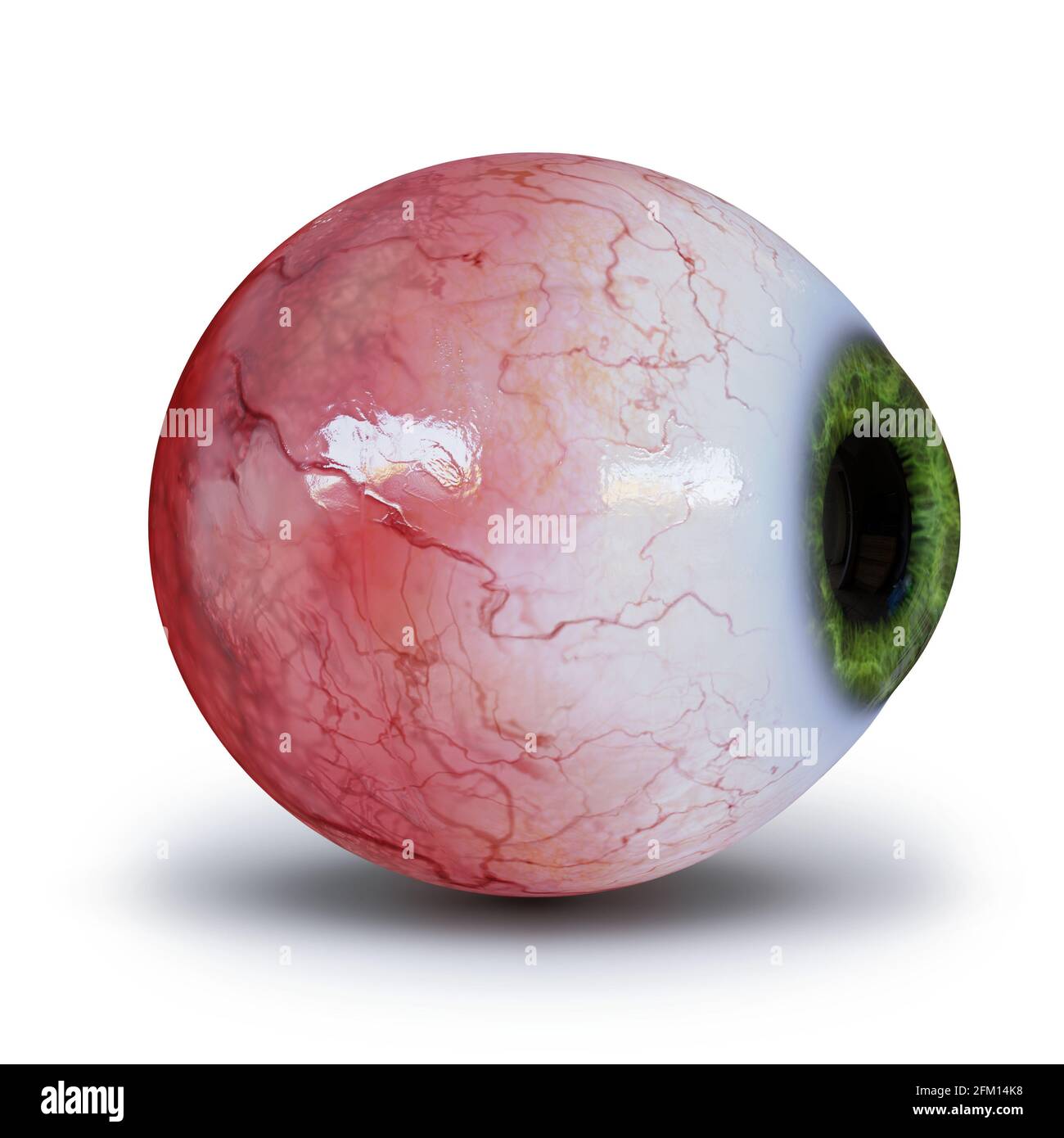 globe oculaire humain réaliste avec iris vert isolé avec ombre activée arrière-plan blanc Banque D'Images
