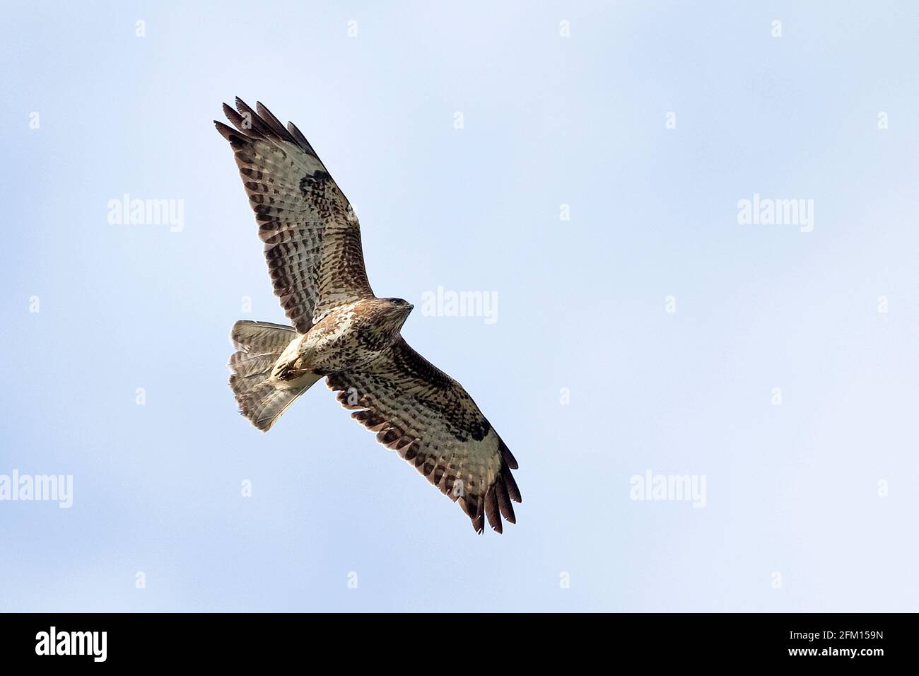 Buse variable (Buteo buteo) Banque D'Images