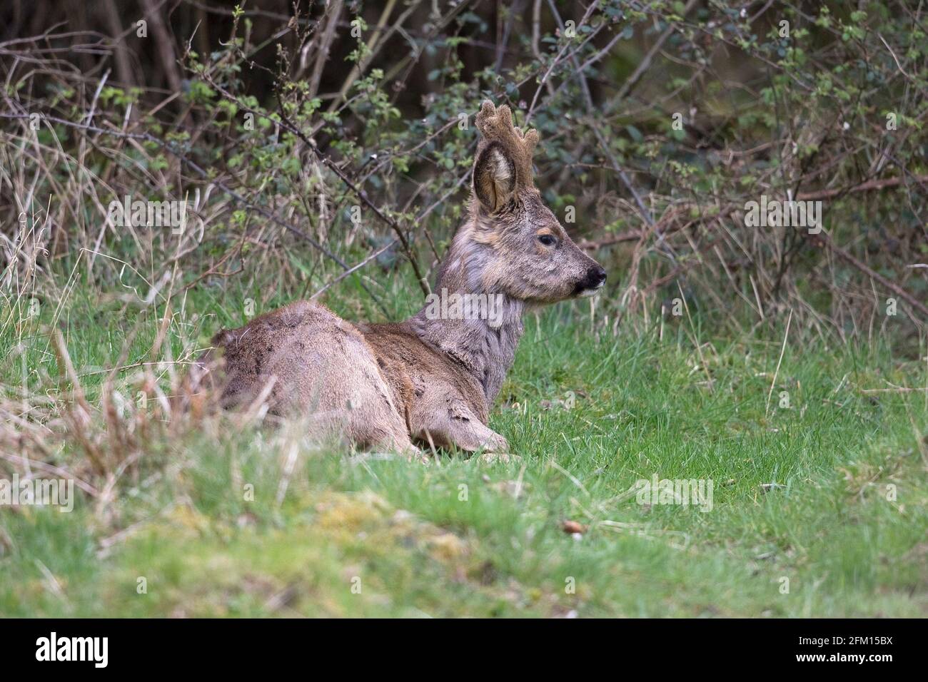 Cerf de Roe européen (Capranolus capranolus) reposant Banque D'Images