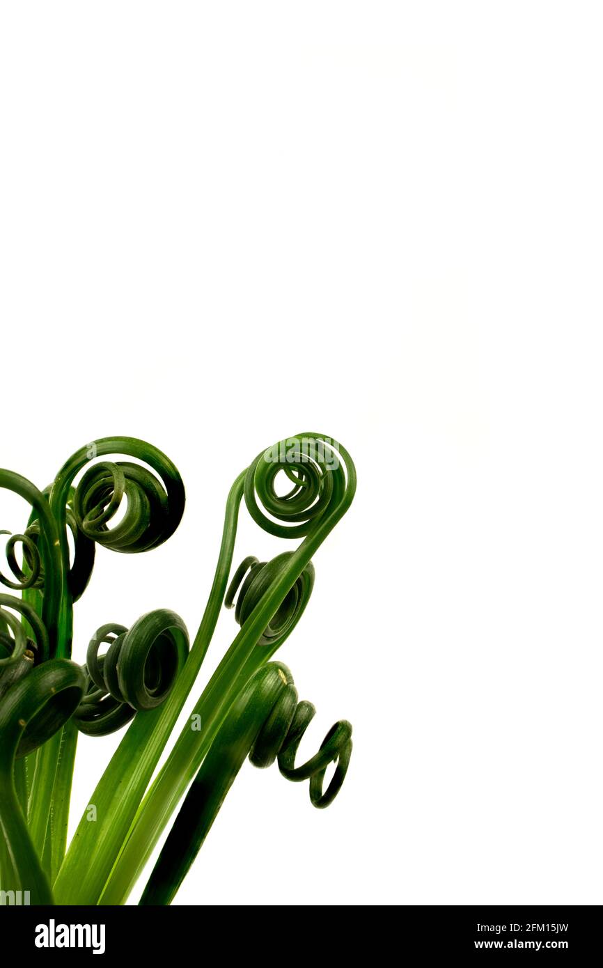 albuca spiralis avec fond blanc Banque D'Images